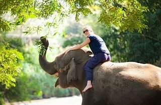elephant trekking chiang mai