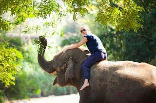 elephant trekking chiang mai