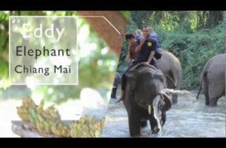 Elephant Trekking Chiang Mai
